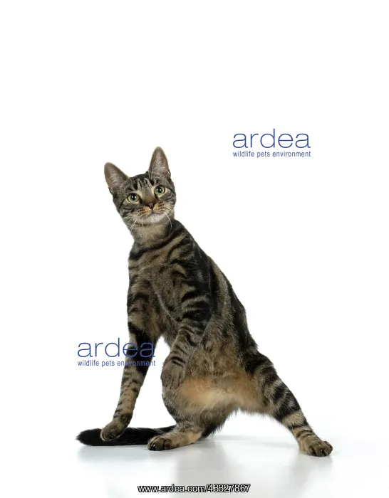 : CAT, tabby, staning up with paws in the air, dan : CAT, tabby, staning up with paws in the air, dan