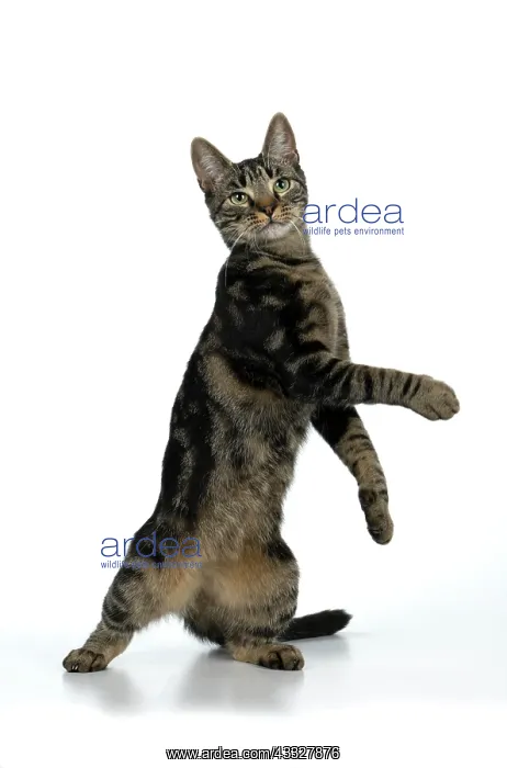 : CAT, tabby, staning up with paws in the air, dan : CAT, tabby, staning up with paws in the air, dan