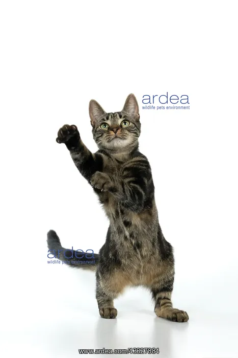 : CAT, tabby, staning up with paws in the air, dan : CAT, tabby, staning up with paws in the air, dan