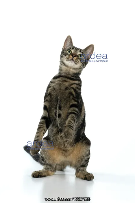 : CAT, tabby, staning up with paws in the air, dan : CAT, tabby, staning up with paws in the air, dan