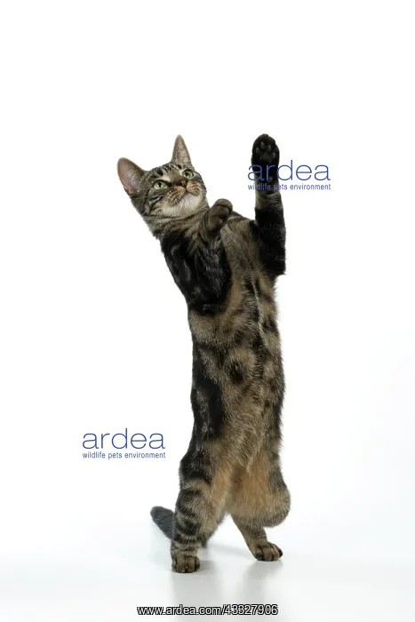 : CAT, tabby, staning up with paws in the air, dan : CAT, tabby, staning up with paws in the air, dan