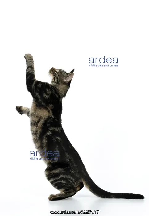 : CAT, tabby, staning up with paws in the air, dan : CAT, tabby, staning up with paws in the air, dan