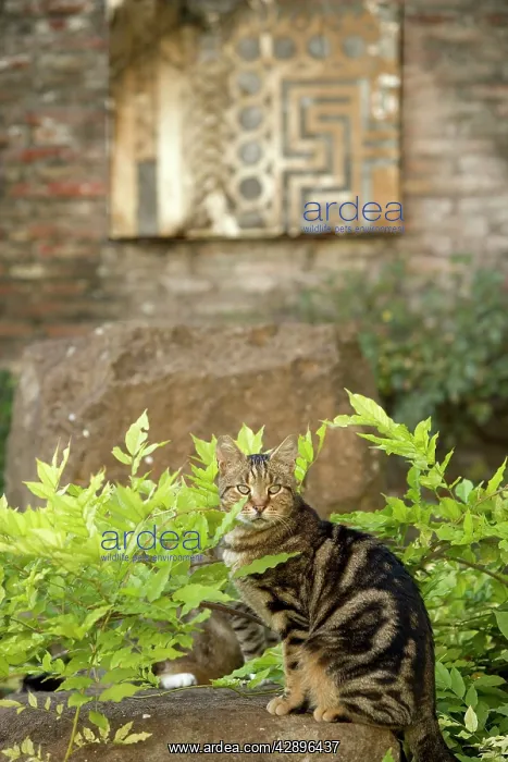 : Cat - Tabby on stone wall : Cat - Tabby on stone wall