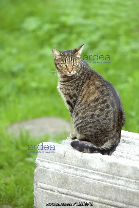  : Cat - Tabby on stone wall
