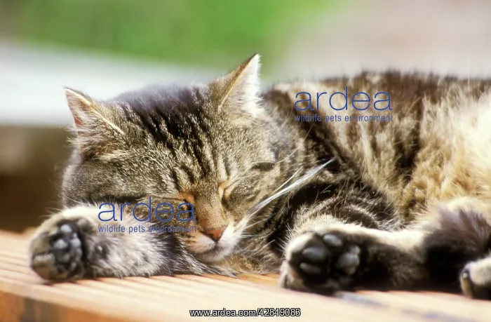 : CAT - Tabby, side view, sleeping : CAT - Tabby, side view, sleeping