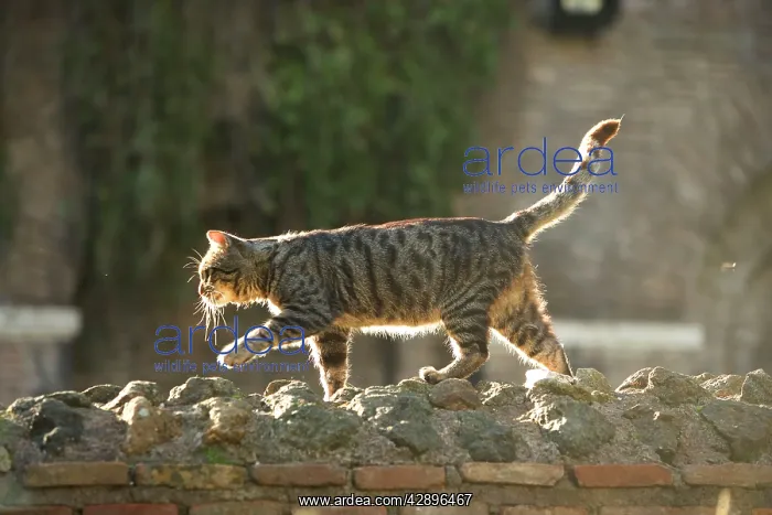  : Cat - Tabby walking on stone wall