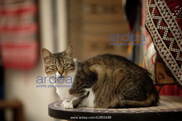 : Cat - Tabby & White : Cat - Tabby & White