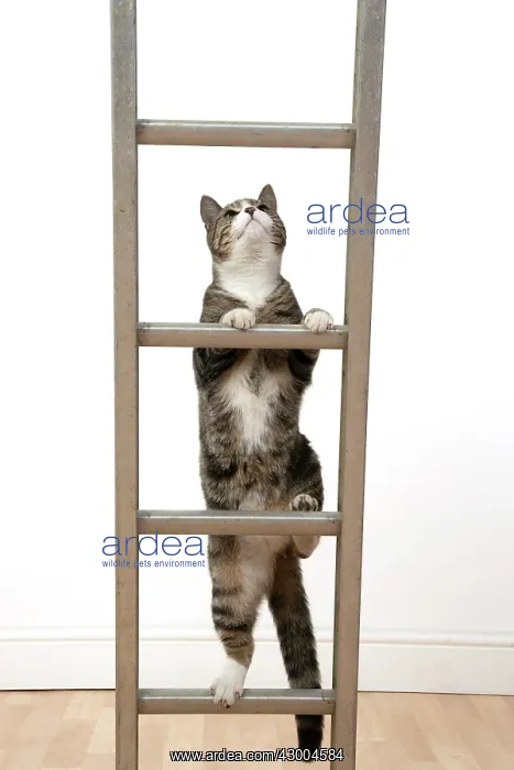 : CAT. Tabby & white cat climbing a ladder, studio : CAT. Tabby & white cat climbing a ladder, studio