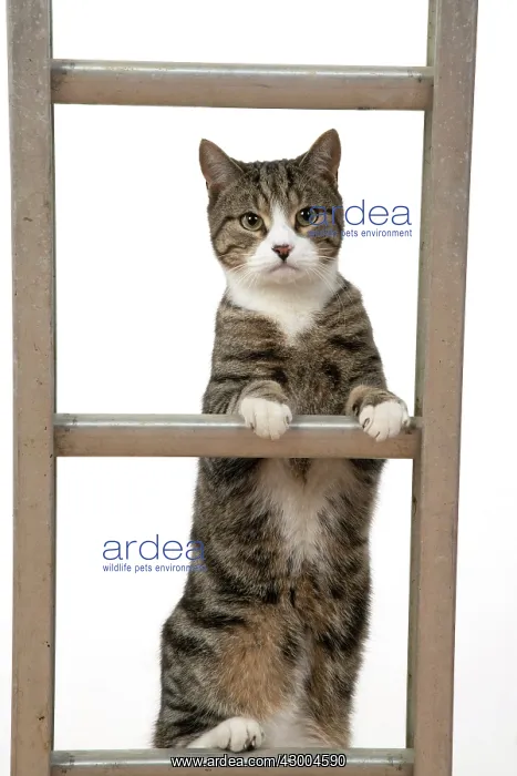 : CAT. Tabby & white cat climbing a ladder, studio : CAT. Tabby & white cat climbing a ladder, studio