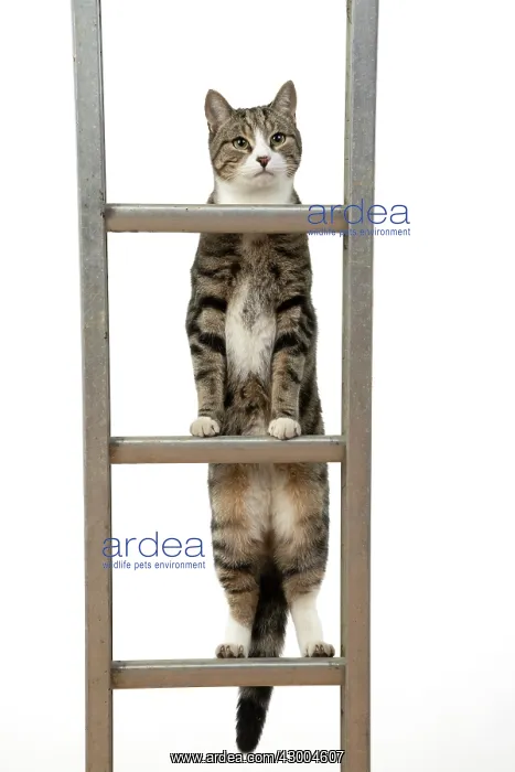 : CAT. Tabby & white cat climbing a ladder, studio : CAT. Tabby & white cat climbing a ladder, studio