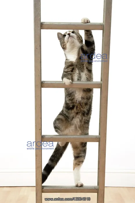 : CAT. Tabby & white cat climbing a ladder, studio : CAT. Tabby & white cat climbing a ladder, studio
