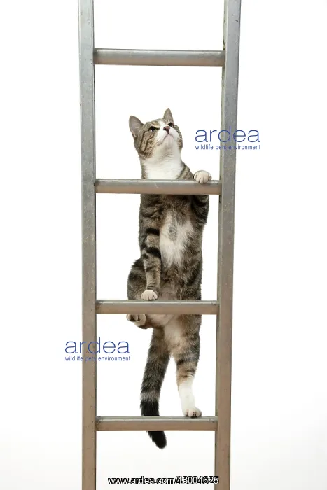 : CAT. Tabby & white cat climbing a ladder, studio : CAT. Tabby & white cat climbing a ladder, studio