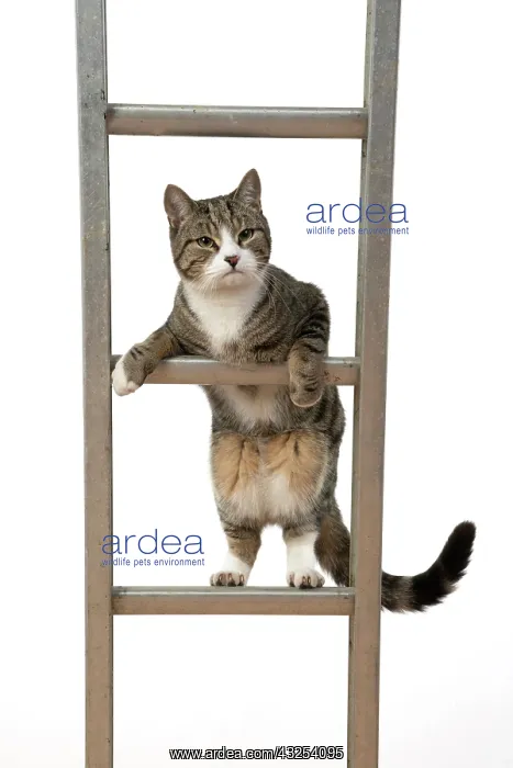 : CAT. Tabby & white cat climbing a ladder, studio : CAT. Tabby & white cat climbing a ladder, studio