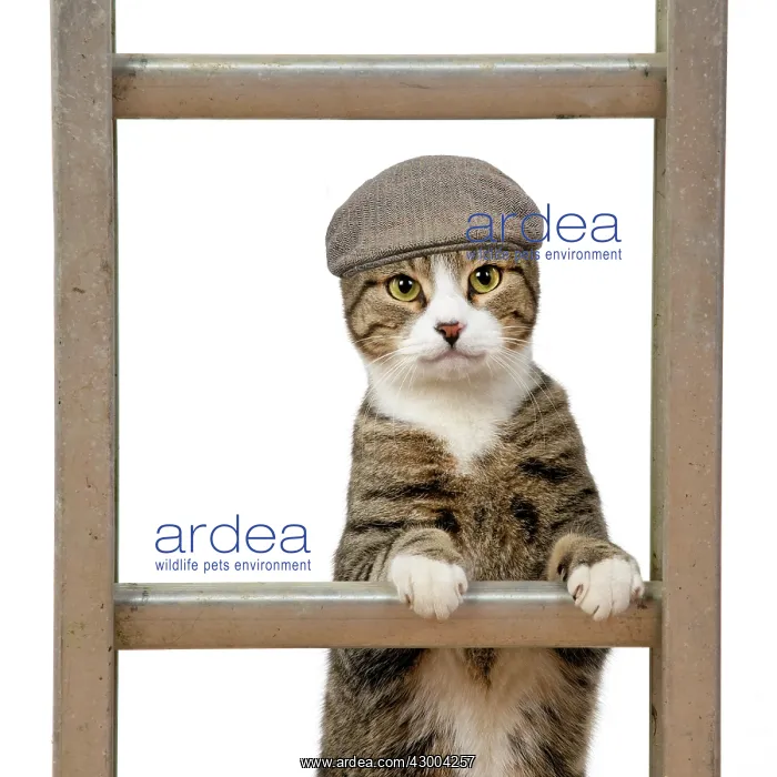 : CAT. Tabby & white cat climbing a ladder wearing a flat cap : CAT. Tabby & white cat climbing a ladder wearing a flat cap