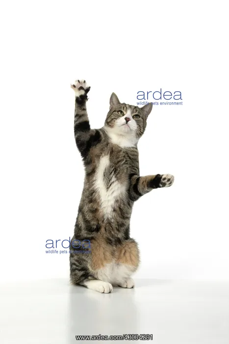 : CAT. Tabby & white cat with paws up, studio : CAT. Tabby & white cat with paws up, studio