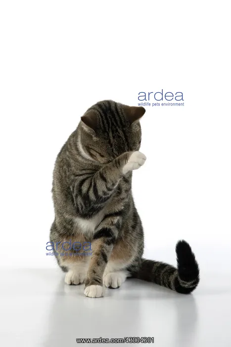: CAT. Tabby & white cat with paws up, studio : CAT. Tabby & white cat with paws up, studio
