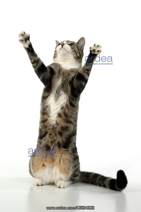 : CAT. Tabby & white cat with paws up, studio : CAT. Tabby & white cat with paws up, studio