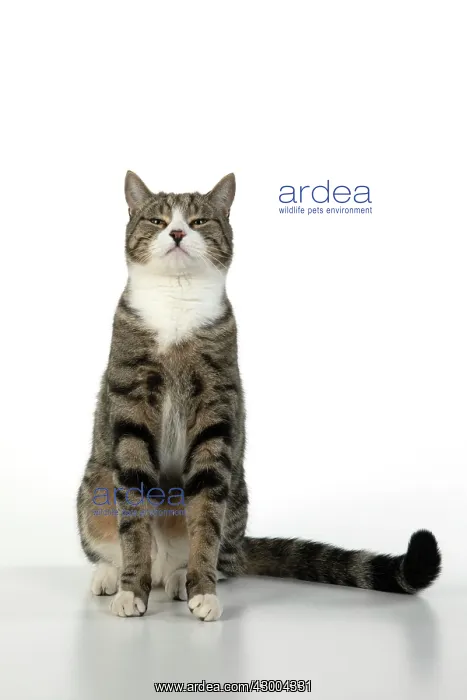 : CAT. Tabby & white cat with paws up, studio : CAT. Tabby & white cat with paws up, studio