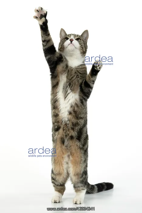 : CAT. Tabby & white cat with paws up, studio : CAT. Tabby & white cat with paws up, studio