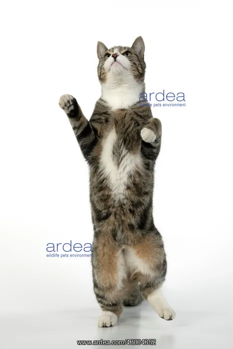 : CAT. Tabby & white cat with paws up, studio : CAT. Tabby & white cat with paws up, studio