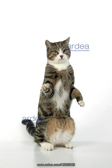 : CAT. Tabby & white cat with paws up, studio : CAT. Tabby & white cat with paws up, studio