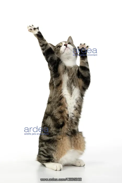 : CAT. Tabby & white cat with paws up, studio : CAT. Tabby & white cat with paws up, studio