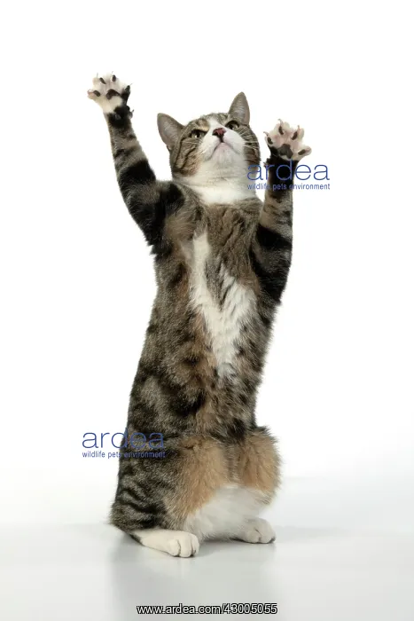 : CAT. Tabby & white cat with paws up, studio : CAT. Tabby & white cat with paws up, studio