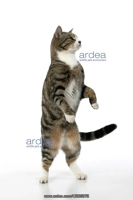 : CAT. Tabby & white cat with paws up, studio : CAT. Tabby & white cat with paws up, studio