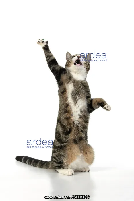 : CAT. Tabby & white cat with paws up, studio : CAT. Tabby & white cat with paws up, studio