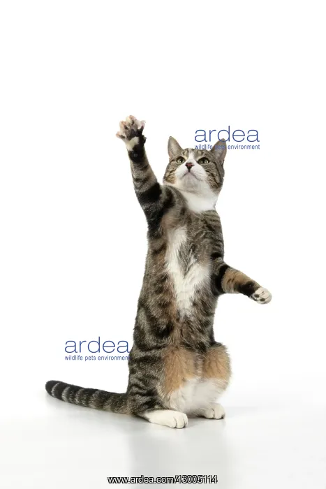 : CAT. Tabby & white cat with paws up, studio : CAT. Tabby & white cat with paws up, studio