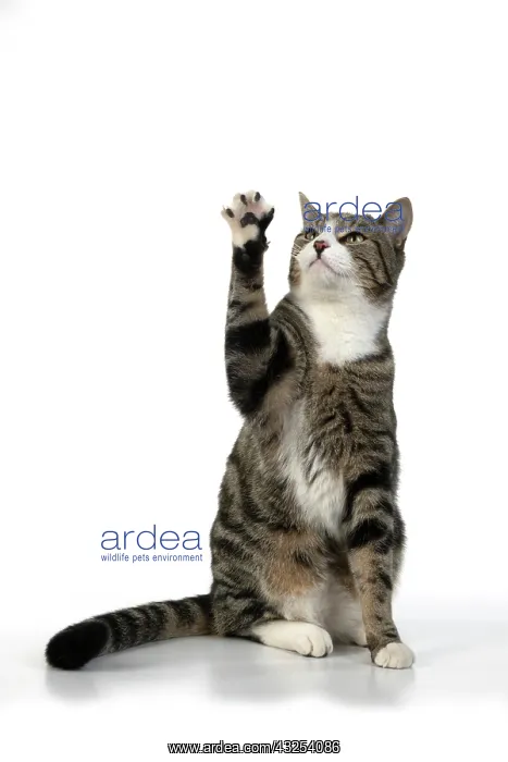 : CAT. Tabby & white cat with paws up, studio : CAT. Tabby & white cat with paws up, studio