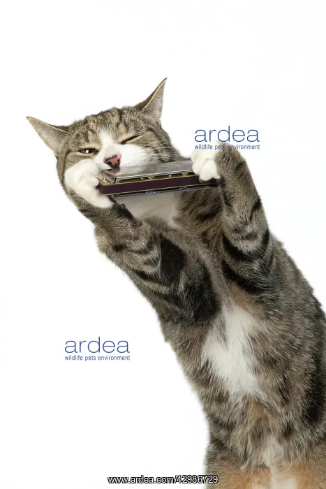 : CAT. Tabby & white cat playing a mouth organ : CAT. Tabby & white cat playing a mouth organ