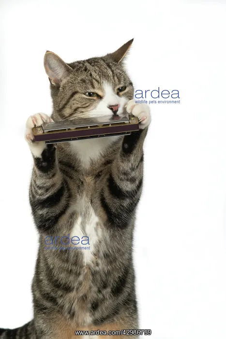 : CAT. Tabby & white cat playing a mouth organ : CAT. Tabby & white cat playing a mouth organ