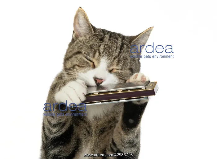 : CAT. Tabby & white cat playing a mouth organ : CAT. Tabby & white cat playing a mouth organ