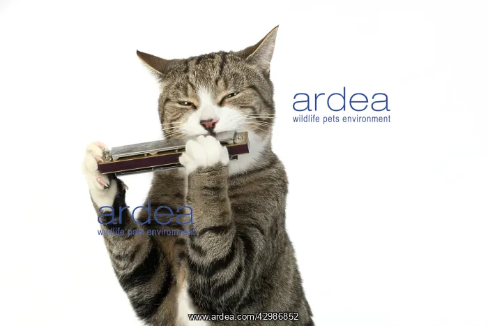  : CAT. Tabby & white cat playing a mouth organ