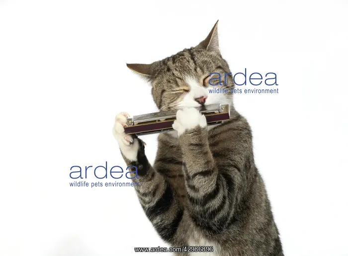 : CAT. Tabby & white cat playing a mouth organ : CAT. Tabby & white cat playing a mouth organ
