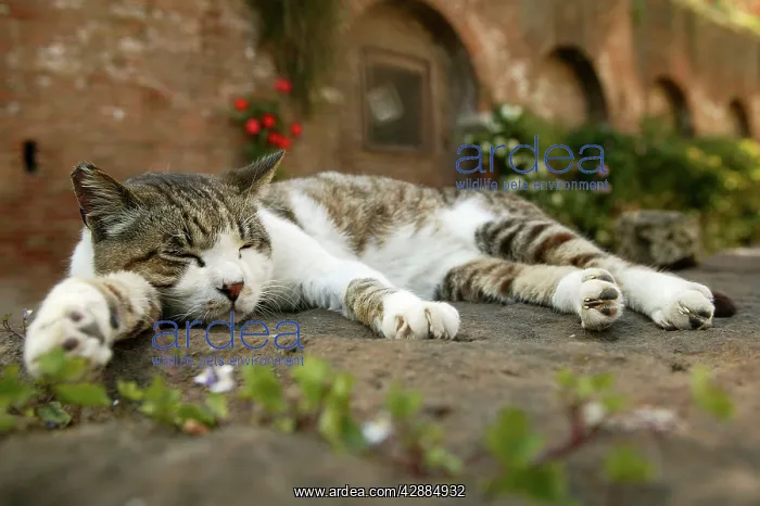 : Cat - Tabby and White cat, sleeping : Cat - Tabby and White cat, sleeping