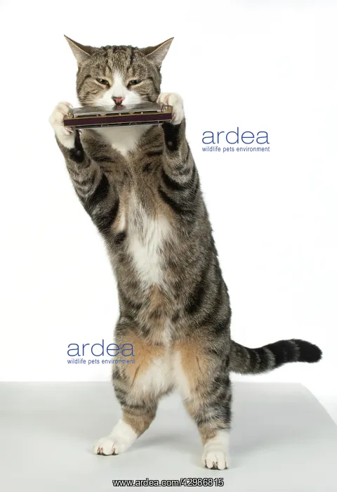 : CAT. Tabby & white cat standing playing a mouth : CAT. Tabby & white cat standing playing a mouth