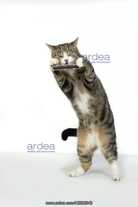 : CAT. Tabby & white cat standing playing a mouth : CAT. Tabby & white cat standing playing a mouth