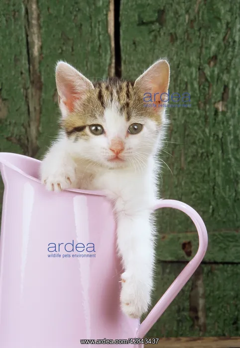 : CAT - Tabby & White kitten in pink jug : CAT - Tabby & White kitten in pink jug
