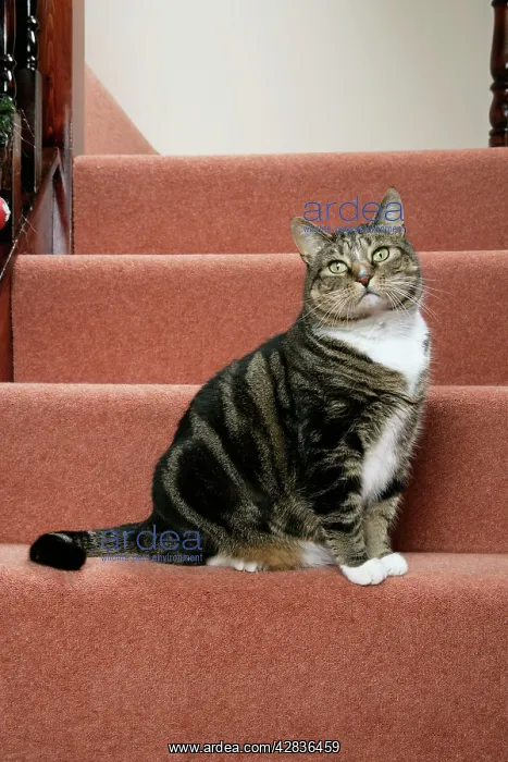 : CAT. Tabby & white on stairs : CAT. Tabby & white on stairs