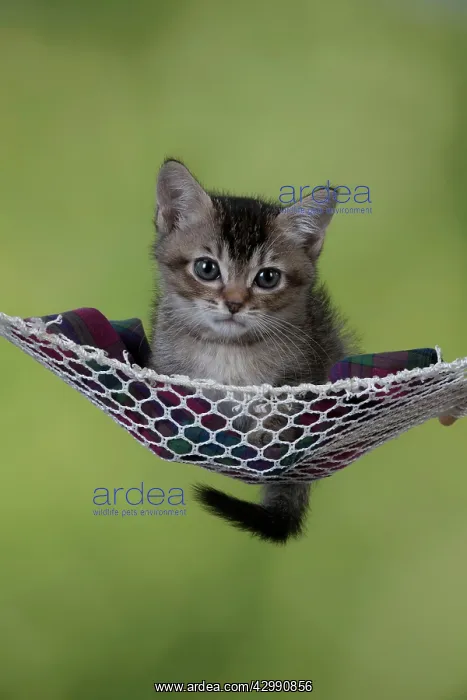 : CAT - Tabby X somali kitten laying in hammock : CAT - Tabby X somali kitten laying in hammock