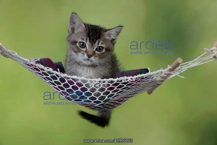 : CAT - Tabby X somali kitten laying in hammock : CAT - Tabby X somali kitten laying in hammock