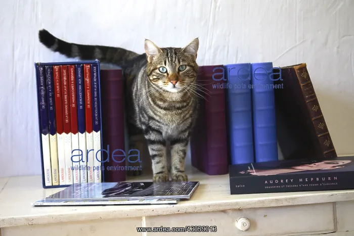  : Cat on a table with books