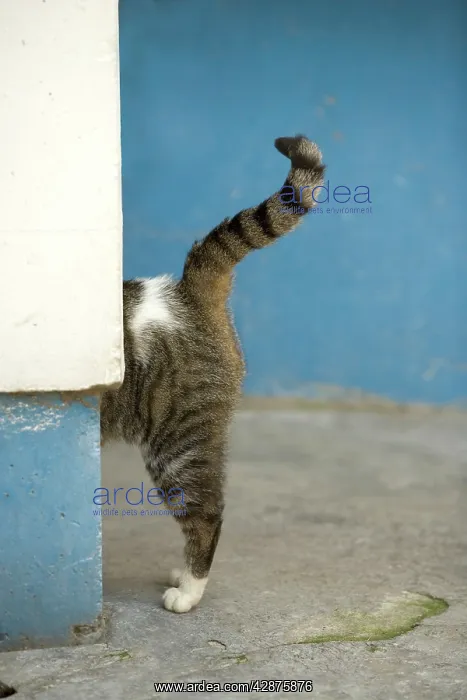  : Cat - back & tail