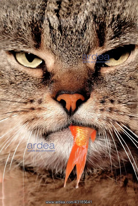 : Cat with tail of goldfish hanging out of its mouth : Cat with tail of goldfish hanging out of its mouth