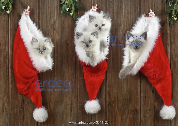: Cat Teddy Bear 4 week old kitten blue cream colour : Cat Teddy Bear 4 week old kitten blue cream colour