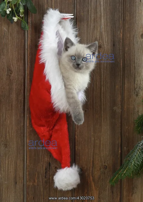 : Cat Teddy Bear 4 week old kitten blue cream colour point X breed kitten in Christmas hat : Cat Teddy Bear 4 week old kitten blue cream colour point X breed kitten in Christmas hat