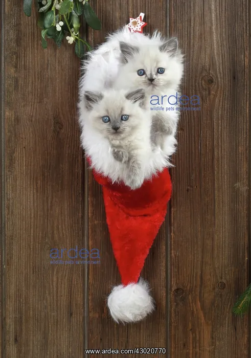  : Cat Teddy Bear 4 week old kitten blue cream colour point X breed kitten in Christmas hat