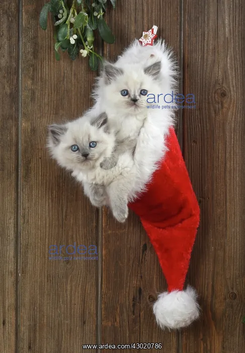 : Cat Teddy Bear 4 week old kitten blue cream colour point X breed kitten in Christmas hat : Cat Teddy Bear 4 week old kitten blue cream colour point X breed kitten in Christmas hat